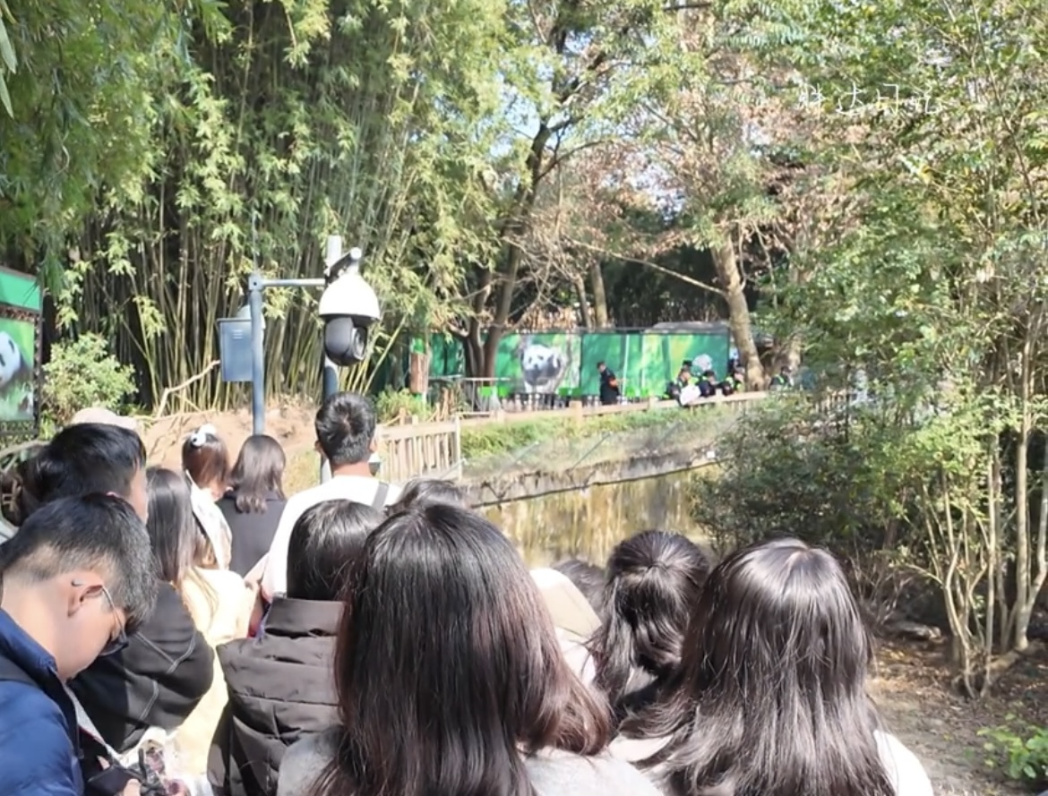 顽童向成都网红大熊猫扔螺帽 警方：已对肇事者进行教育