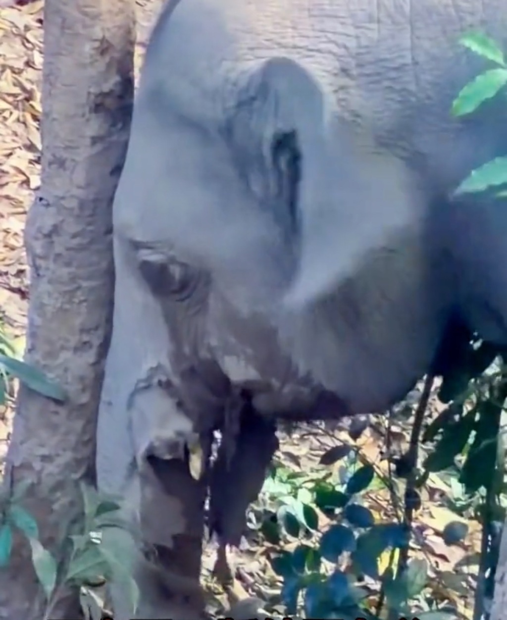 西双版纳：正努力隔离受伤亚洲象 具备条件后及时救助