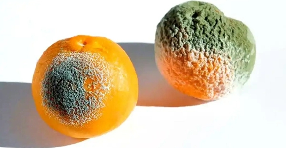 水果发霉了，切掉发霉的部分还能吃吗?