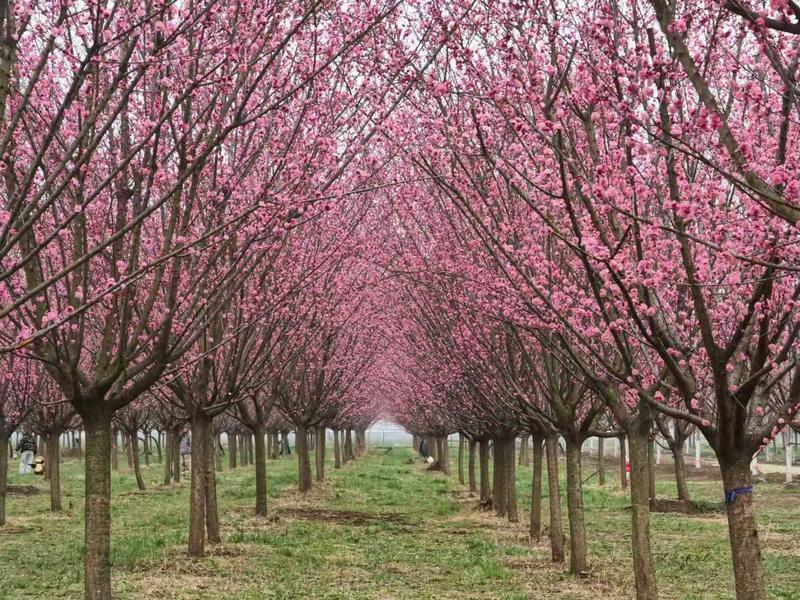 西安鄠邑万株梅花竞相绽放
