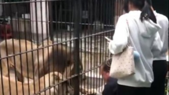 10岁女童近距离投喂狮子时被拖曳 汕头市中山公园回应