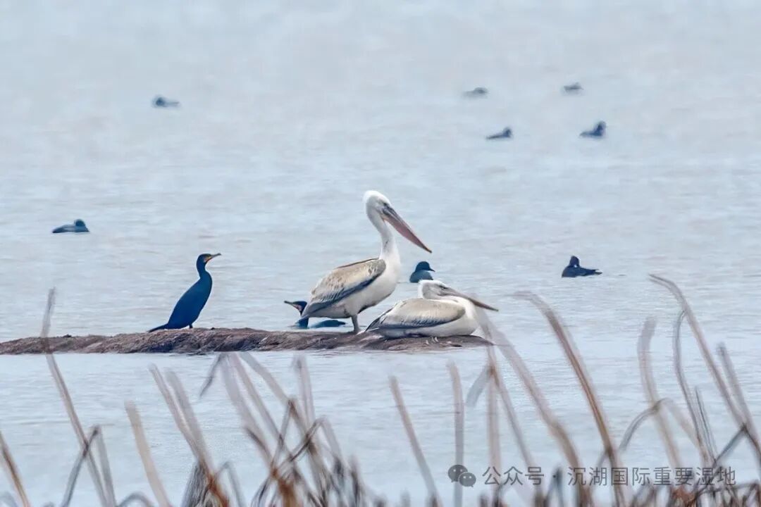 卷羽鹈鹕在沉湖 魏斌摄.jpg