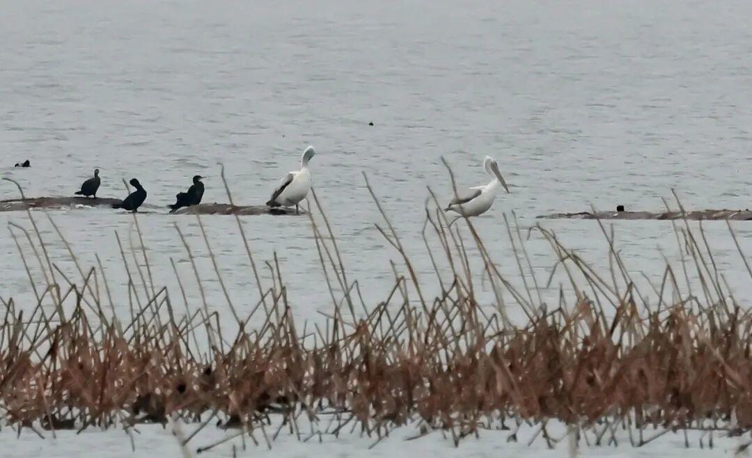 卷羽鹈鹕现身沉湖 甄军摄.jpg