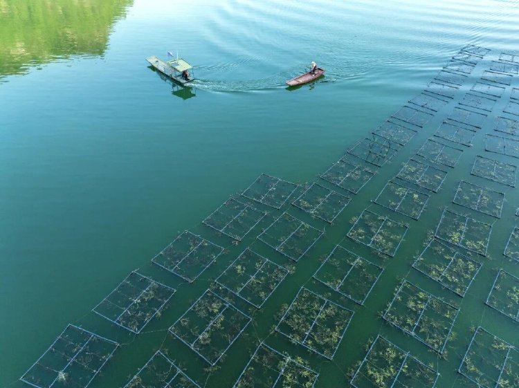 十年禁渔“期中考” 长江改变了什么？