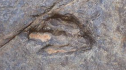 研究人员发现迷你恐龙化石仅乌鸦大小