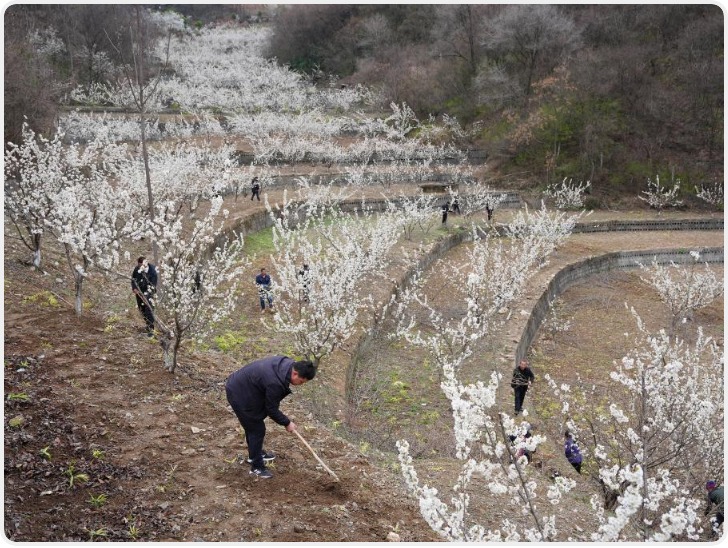 陕西旬阳：春意盎然农事忙