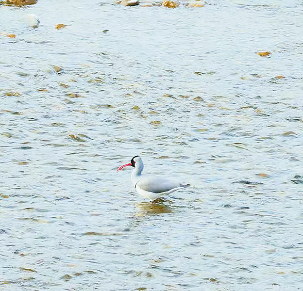 鹮嘴鹬