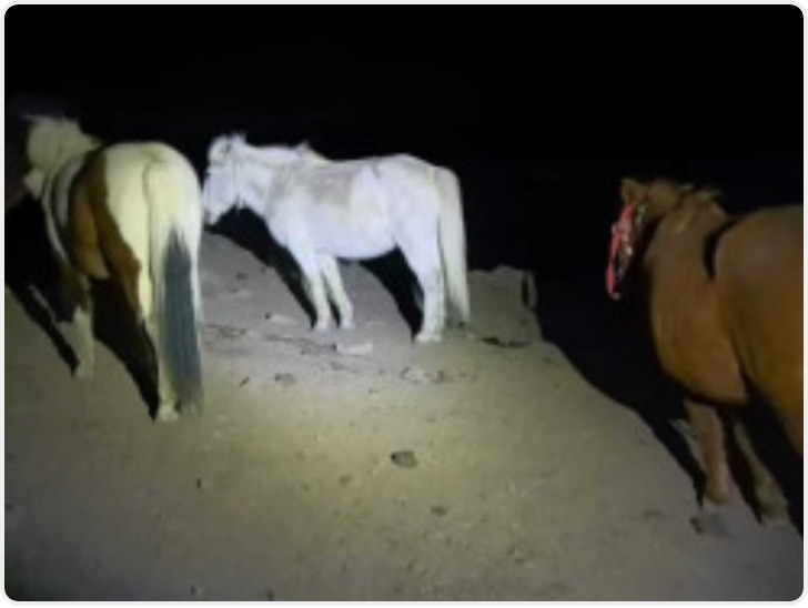 甘孜民警雪夜寻马 通宵翻山搜寻100多公里找回牧民失踪马匹