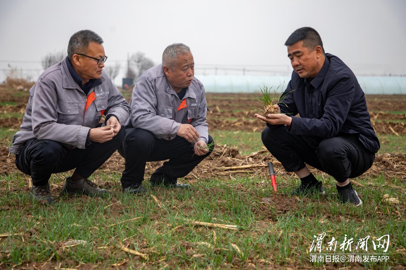 临渭区官道镇阳光利民小麦种植农民专业合作社地里，市种子站技术人员正在查看小麦苗青生长情况。