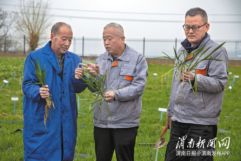 在位于富平县的陕西省农作物品种试验站内，技术人员正在查看小麦分蘖情况。