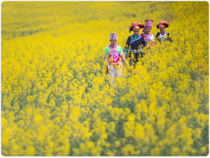 一册繁花 满目春色