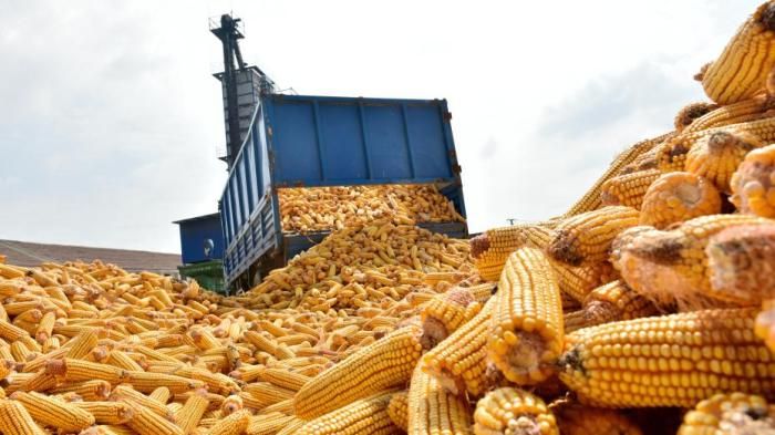 秋粮收购量超3亿吨 市场价格稳中有升