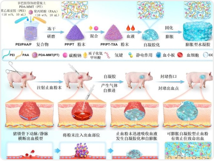 【科学周刊】“自膨胀”止血粉问世！2秒内快速凝胶化 失血量降低98%
