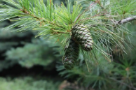 植树节·细数陕西树木家族|陕北陕南关中都种啥树 你能说上来几个？