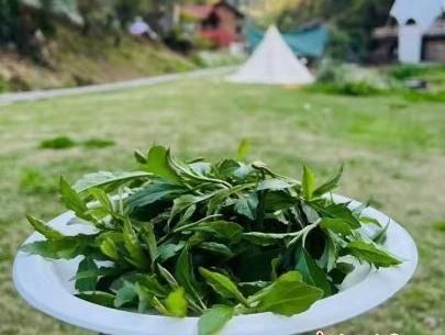 野菜“挖”出新商机 春日“打野”成年轻人社交新方式