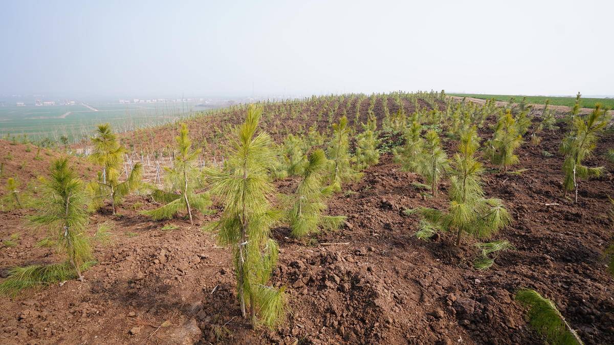 《2025年陕西国土绿化公报》发布 全省完成造林种草259.11万亩