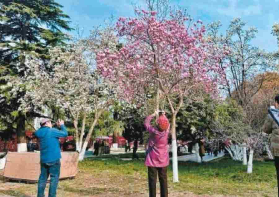 满城春色哪最美？西安370处“探花”点位等您来