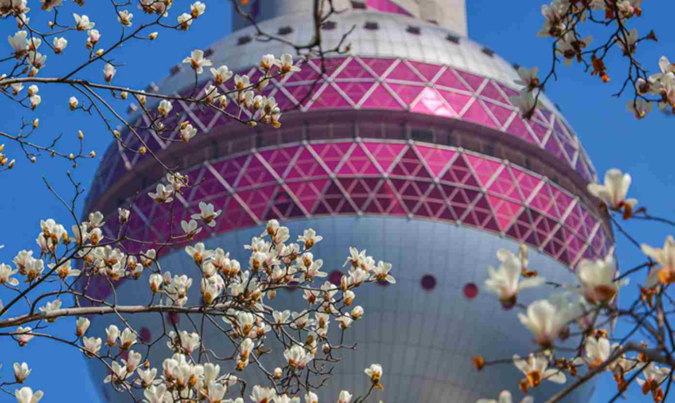 上海：陆家嘴玉兰迎春绽放 吸引市民游客打卡