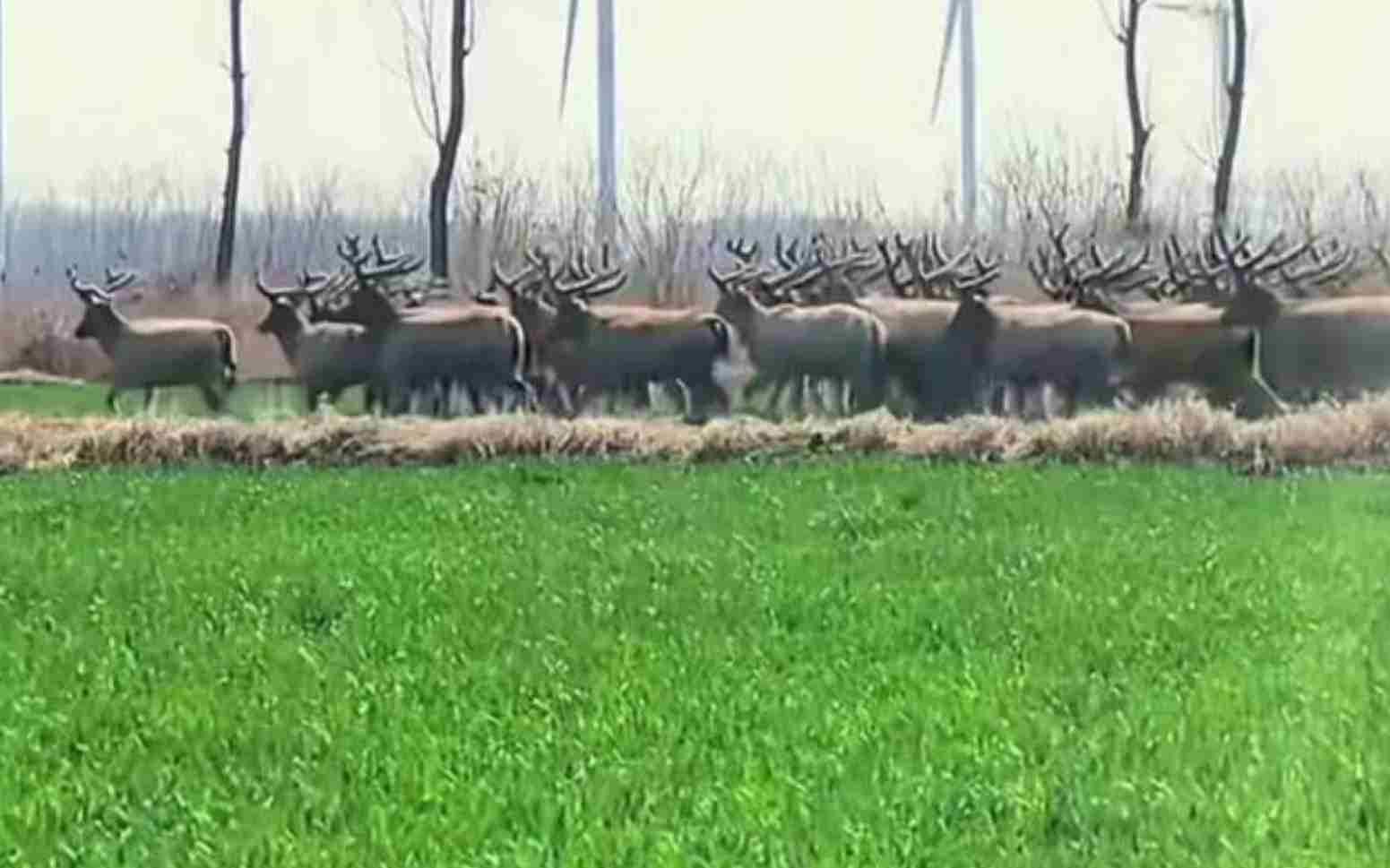 麋鹿夜间成群结队啃食踩踏作物 农户用无人机喇叭驱离