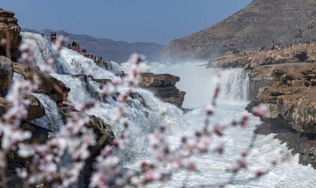 陕西黄河壶口瀑布迎来“桃花汛”