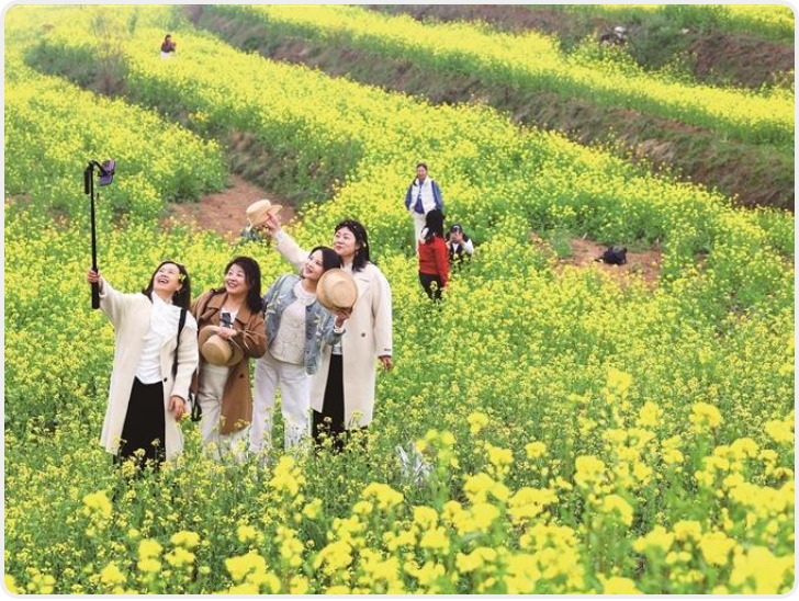 油菜花开满地金