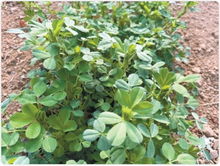 樱桃树下藏“医生”枝头花蕾见“匠心”