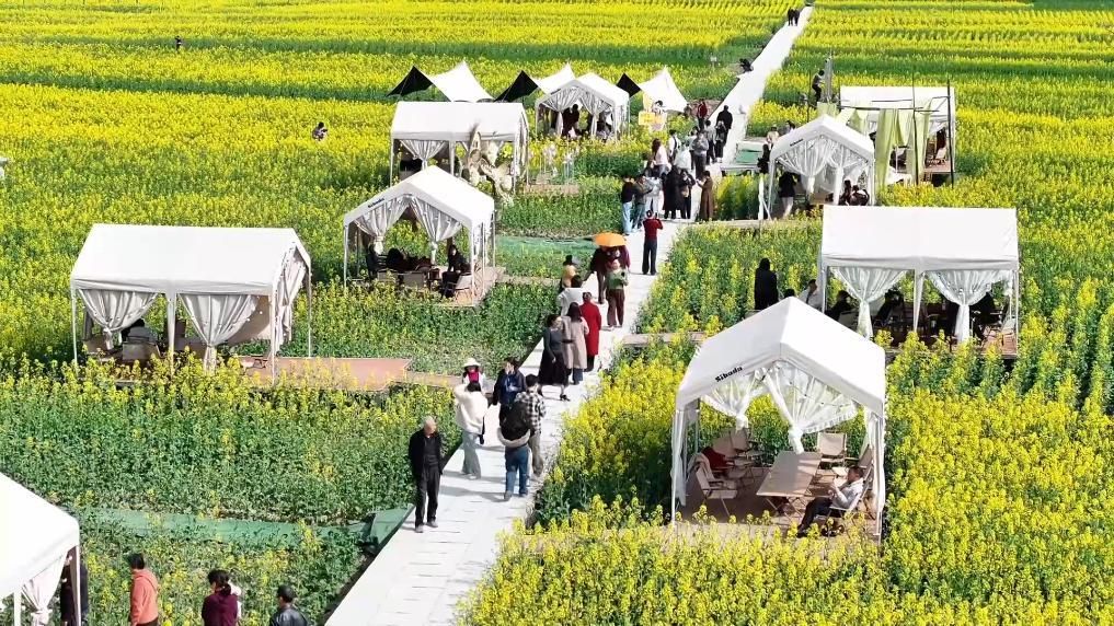 春日盛景赋能“花经济” 文旅融合焕发新活力