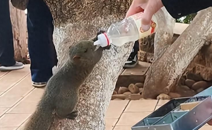 昆明一公园野生松鼠被长期投喂 网友：松鼠胖成“松猪”