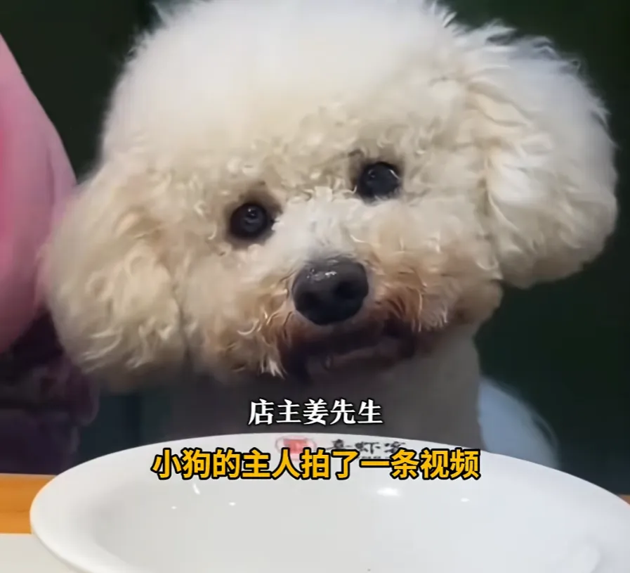 女子带狗就餐 店主砸了600套餐具停业消杀 当事人道歉