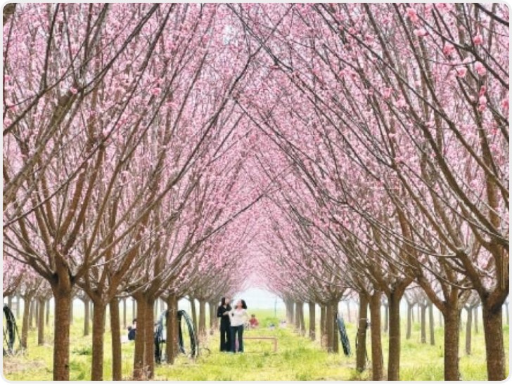 西安唐诗地理：梅开花相似 今昔人不同