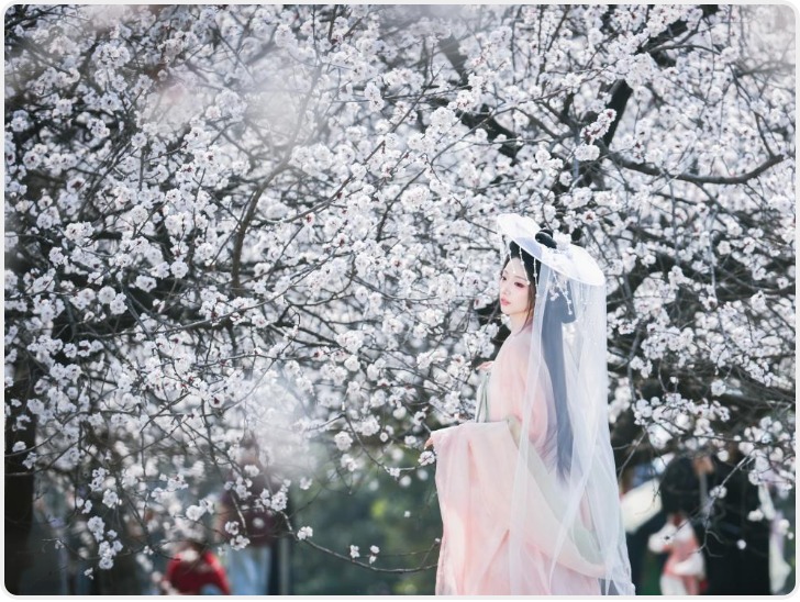 大明宫杏花如雪 告白温柔长安