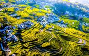 陕西春日梯田美如画 云海花海两相宜