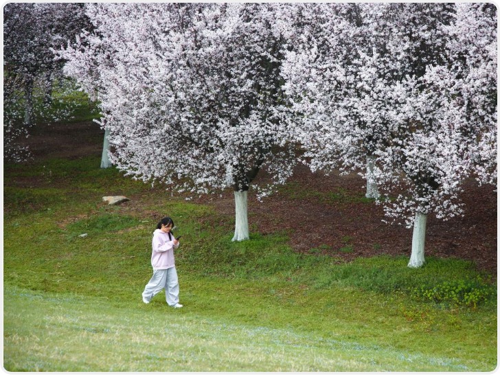 西安河堤路：紫叶李铺就春日花径