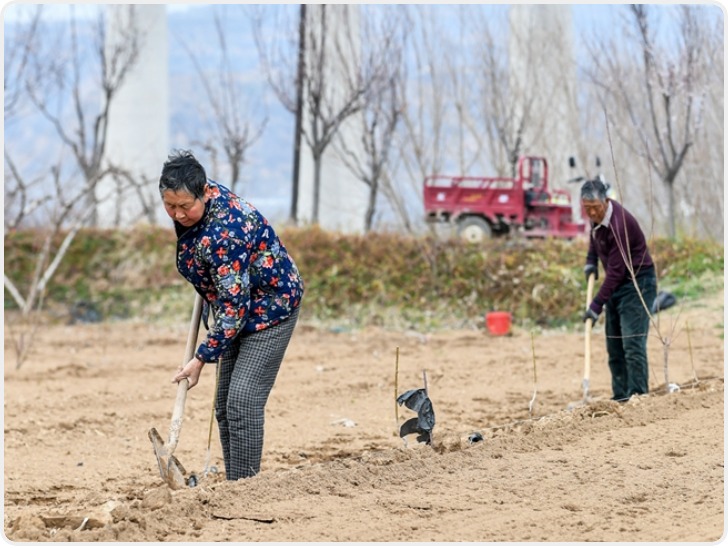 黄河岸边农事忙