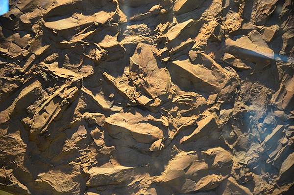 陕西出台古生物化石保护办法