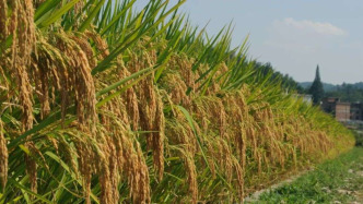 我国一系法杂交稻单产实现超亲本杂交稻水平