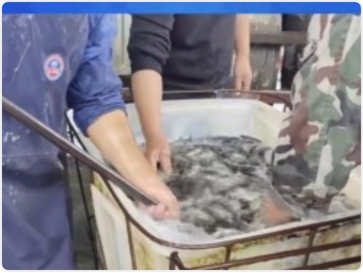 央视曝光：活鱼被人为麻醉流向餐桌 可能“喝过”工业酒精