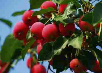 陕西八项省级地理标志产品地方标准发布