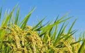 种一次水稻连续收割好几年 我国培育出“长寿水稻”