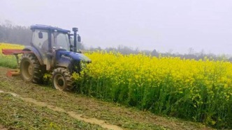 湖北赤壁约30亩待收油菜被农机损毁 当地启动问责程序