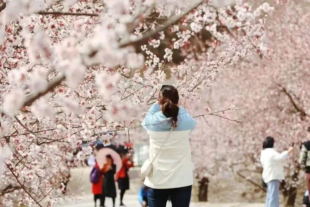 空港新城万亩杏林进入盛花期 受访者图