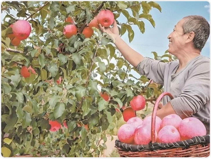 前2月陕西省果品出口质效提升 鲜猕猴桃平均单价2117美元/吨