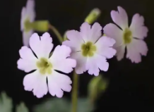 曾消失百余年的“陕西羽叶报春”在略阳实现规模化繁育