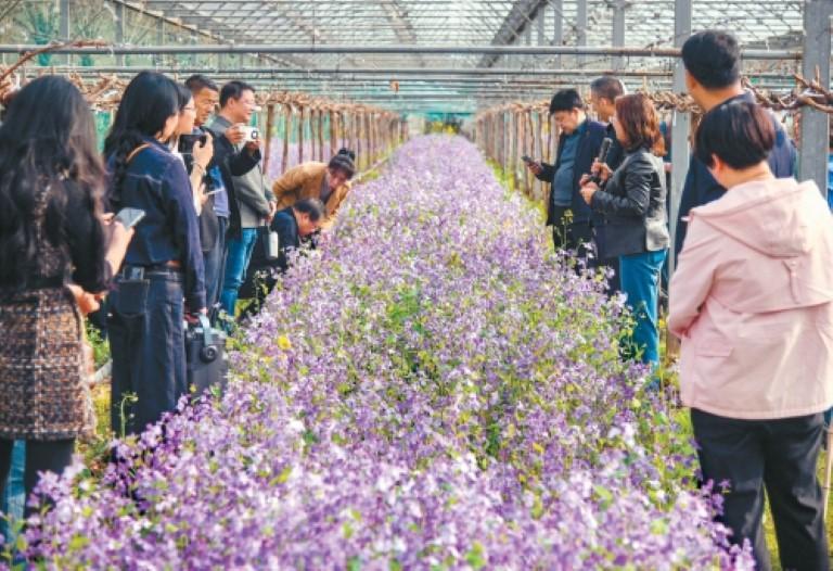 “绿肥+”串起三产融合“金纽带” 西安创新种植助推乡村振兴