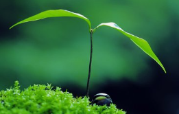 西安终于入春啦！较常年偏晚4天