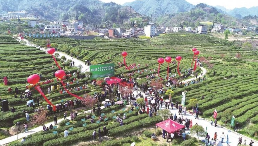 2026紫阳富硒茶开园暨“开麦吧！茶乡”系列活动4月4日启幕 