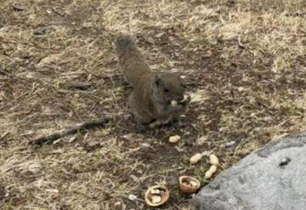 退休阿姨一天投喂8斤粮！公园“撸松鼠” 可能害它又害己