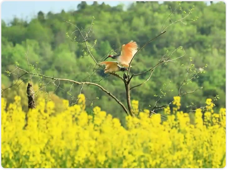 陕西洋县：赏花观鸟游“催热”春日经济
