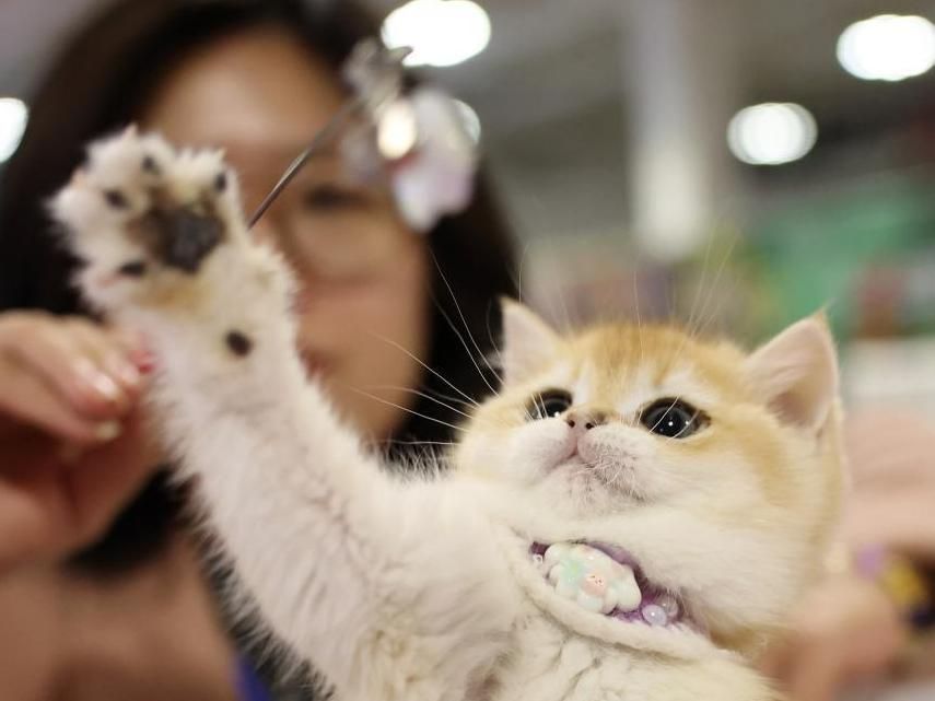 宠物经济打开消费新场景