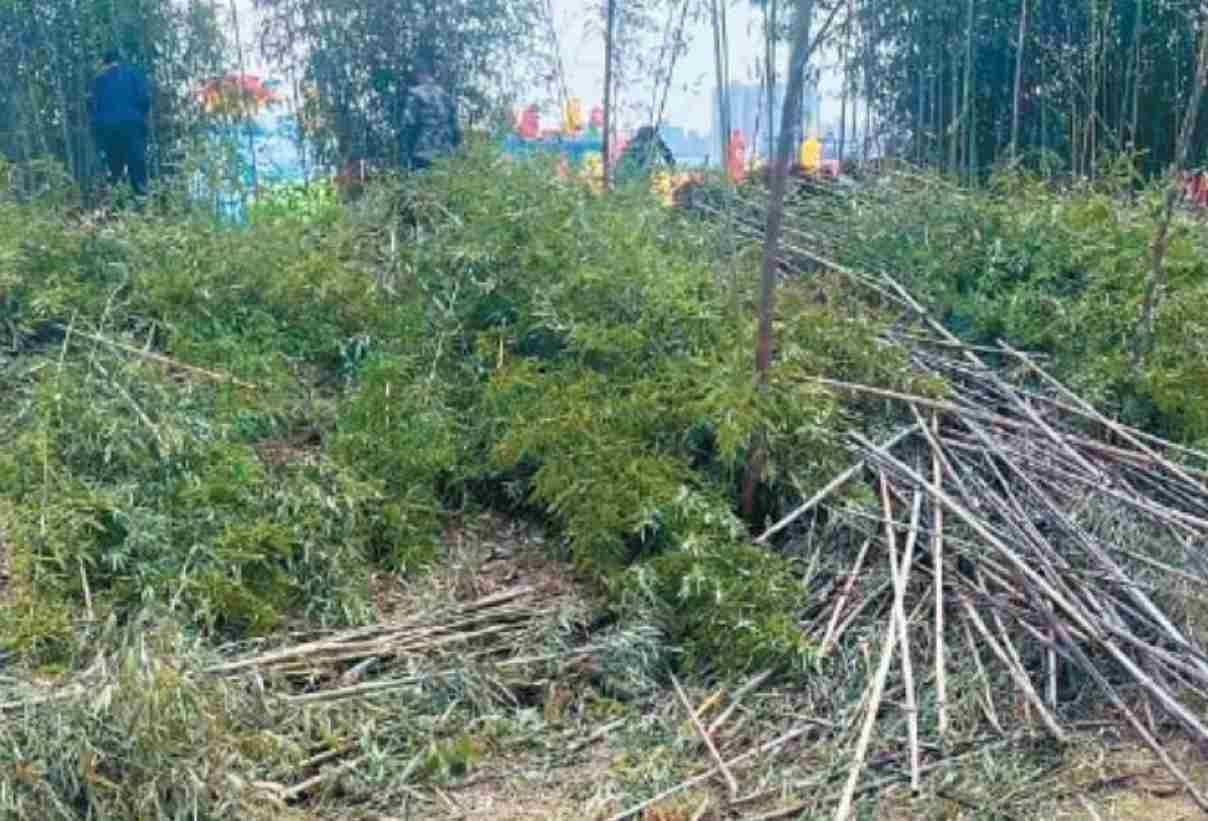 过度商业开发？雁南公园大片竹林被挖除 运营方回应争议